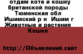 отдам кота и кошку британской породы - Тюменская обл., Ишимский р-н, Ишим г. Животные и растения » Кошки   